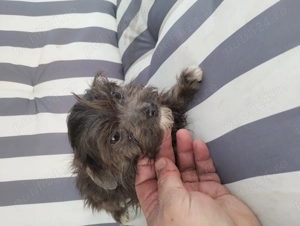 catel bichon maltez - imagine 2