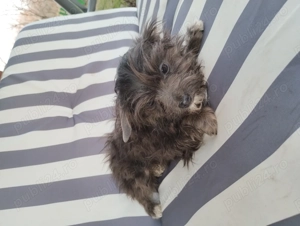 catel bichon maltez - imagine 3