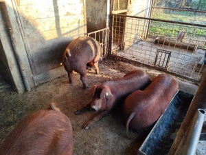 Vand scrofite - imagine 2