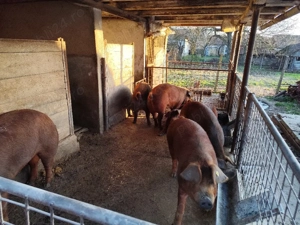 Vand scrofite - imagine 3