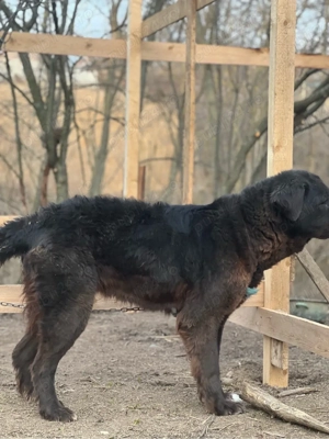 Femelă Corb Gestantă 