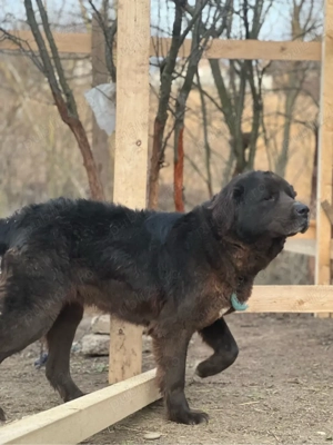 Femelă Corb Gestantă  - imagine 3