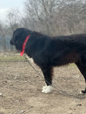 Femelă Corb Gestantă  - imagine 4