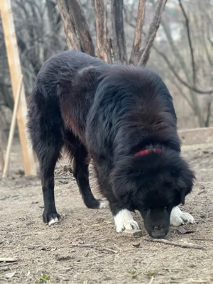 Femelă Corb Gestantă  - imagine 5