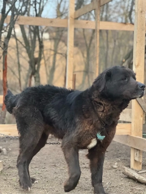 Femelă Corb Gestantă  - imagine 2