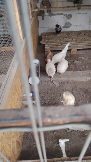 Familie 2+Paduana + 3 pui de anul asta din Ianoarie unul argintiu din iunie 2025 - imagine 4