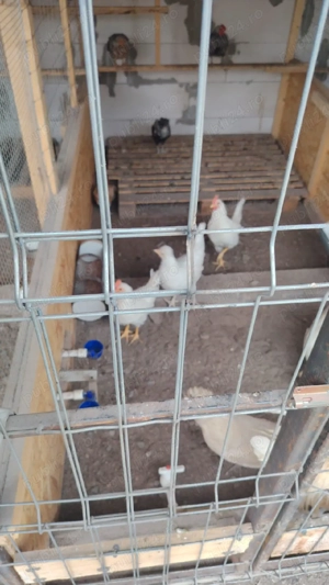 Familie 2+Paduana + 3 pui de anul asta din Ianoarie unul argintiu din iunie 2025 - imagine 3