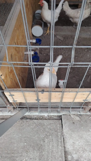 Familie 2+Paduana + 3 pui de anul asta din Ianoarie unul argintiu din iunie 2025 - imagine 5