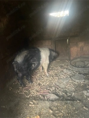  porc bazna - imagine 3