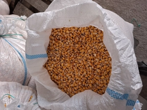 Vand porumb boabe foarte uscat