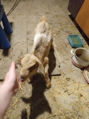 ieduti de vanzare - imagine 3