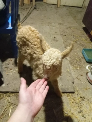 ieduti de vanzare - imagine 2