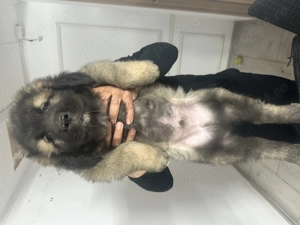 Ciobanesc carpatin vanat din parinti corbi orginali cel mai frumos din cuib  - imagine 6