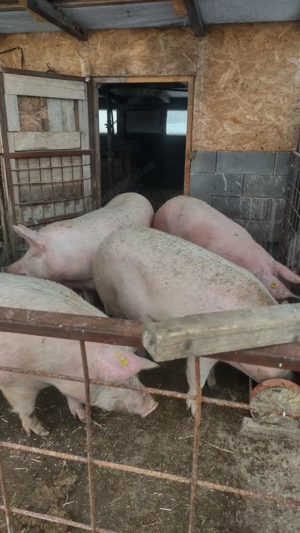 Porci de vânzarea 12 lei kg - imagine 3