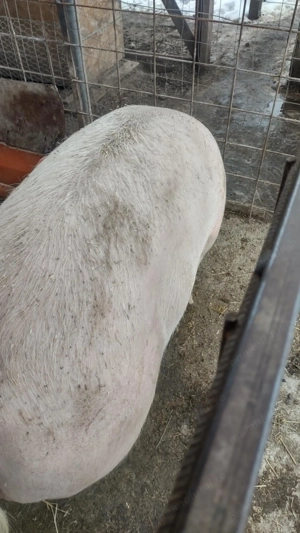 Porci de vânzarea 12 lei kg