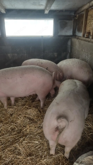 Porci de vânzarea 12 lei kg - imagine 5