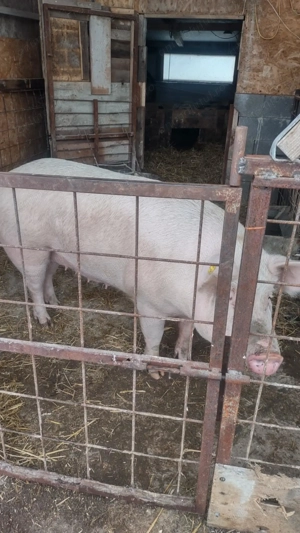 Porci de vânzarea 12 lei kg - imagine 4