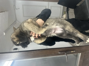 Ciobanesc carpatin vanat din parinti corbi orginali cel mai frumos din cuib  - imagine 4