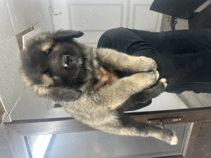 Ciobanesc carpatin vanat din parinti corbi orginali cel mai frumos din cuib  - imagine 3