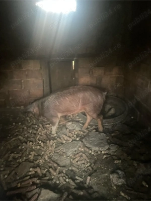 Vanzare soldani !  - imagine 2