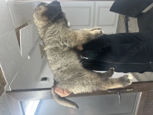 Ciobanesc carpatin vanat din parinti corbi orginali cel mai frumos din cuib 