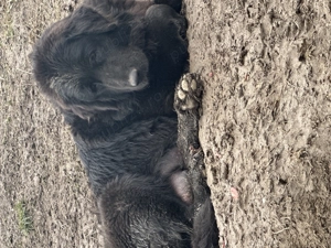 Ciobanesc carpatin vanat din parinti corbi orginali cel mai frumos din cuib  - imagine 10