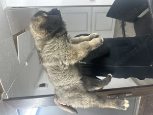 Ciobanesc carpatin vanat din parinti corbi orginali cel mai frumos din cuib  - imagine 2