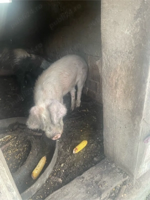 Vanzare soldani !  - imagine 3