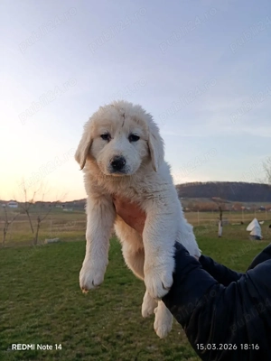 căței Ciobanesc Bucovina 