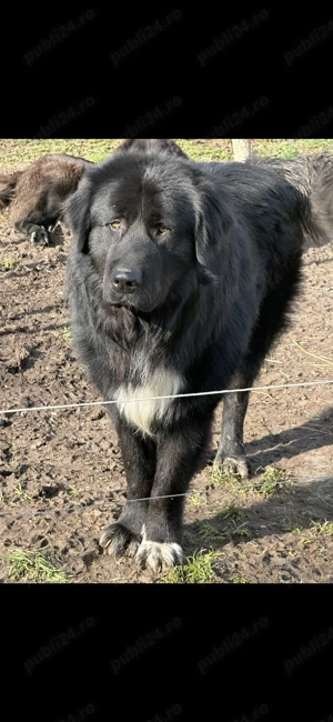 Ciobanesc carpatin vanat din parinti corbi orginali cel mai frumos din cuib  - imagine 9