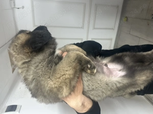 Ciobanesc carpatin vanat din parinti corbi orginali cel mai frumos din cuib  - imagine 5