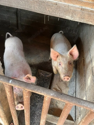 Porci de vânzare Turceni Județul Gorj - imagine 2