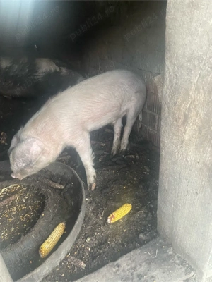 Vanzare soldani !  - imagine 4