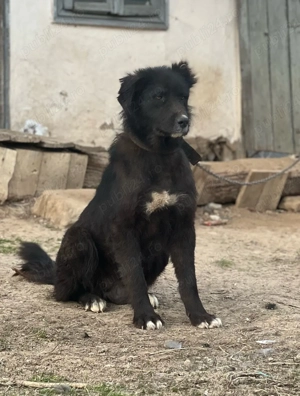 Femela C. Corb Gestantă - imagine 3