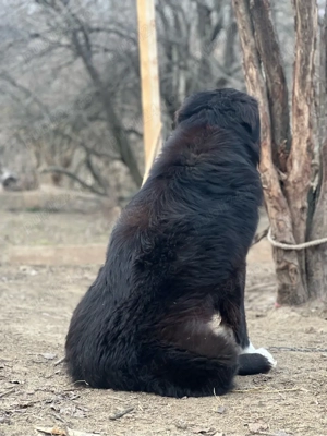 Femela C. Corb Gestantă - imagine 5