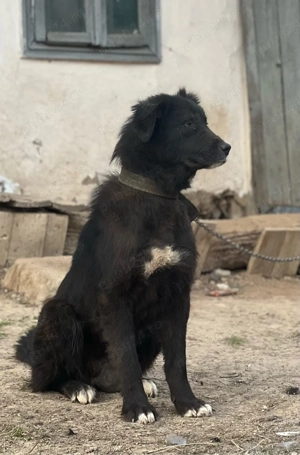 Femela C. Corb Gestantă