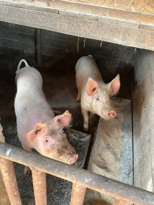 Porci de vânzare Turceni Județul Gorj - imagine 4