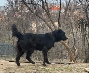 Femela C. Corb Gestantă - imagine 2