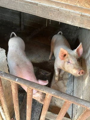Porci de vânzare Turceni Județul Gorj - imagine 3