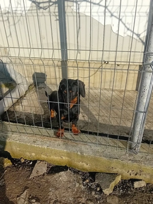 Vind mascul teckel - imagine 3