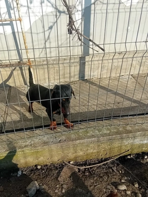 Vind mascul teckel - imagine 4