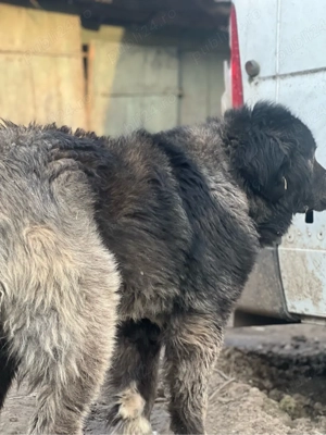 Mascul Ciobanesc Caucazian  - imagine 3