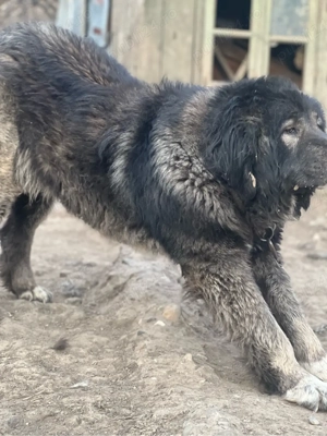 Mascul Ciobanesc Caucazian  - imagine 4