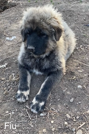 Mascul Ciobanesc Caucazian  - imagine 5