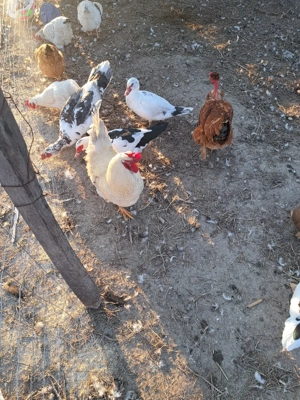 vand cocosi  - imagine 4