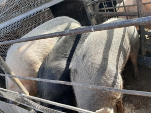 Porci crescuți natural de la 100kg la 350kg - imagine 4