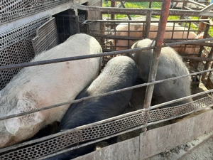 Porci crescuți natural de la 100kg la 350kg - imagine 3