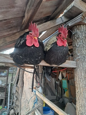 vand cocosi  - imagine 3