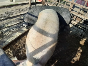 Porci crescuți natural de la 100kg la 350kg - imagine 2