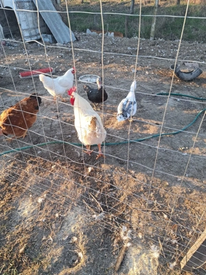 vand cocosi  - imagine 5